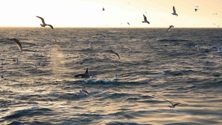 Die wilde Nordsee Vorschaubild des Trailers